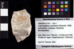 Foto (Objket + Etiketten) von Cracensigillatus acutirostrus (Moericke, 1889) 